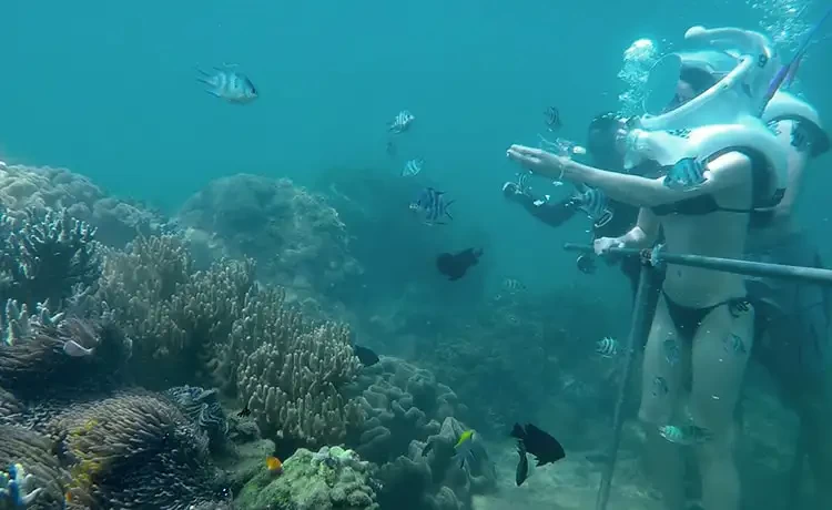 Tour Cù Lao Chàm trong ngày đi bộ dưới biển Seatrek