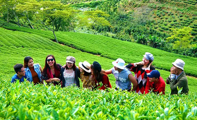 tham quan đồi chè cầu đất farm đà lạt