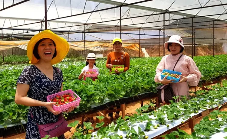 Tour du lịch Đà Lạt 3 ngày 2 đêm