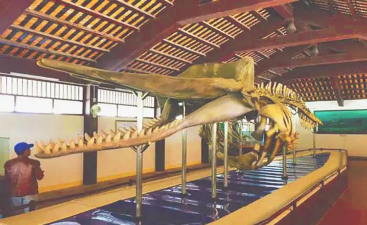 tour du lịch đảo Phú Quý