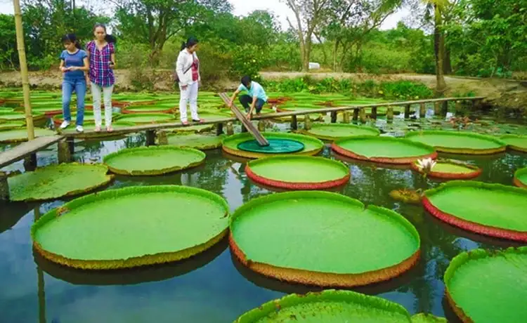 tour du lịch Đồng Tháp
