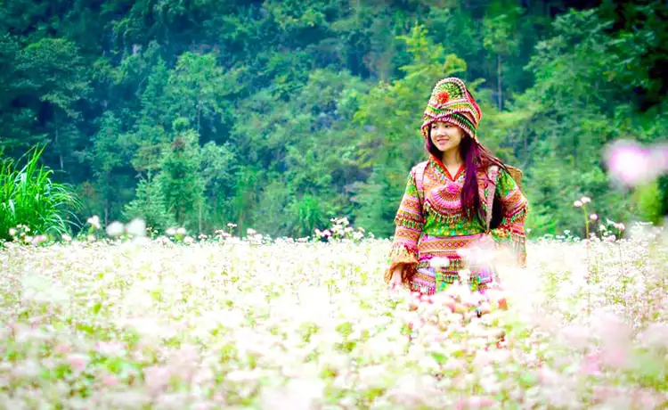 hoa tam giác mạch hà giang