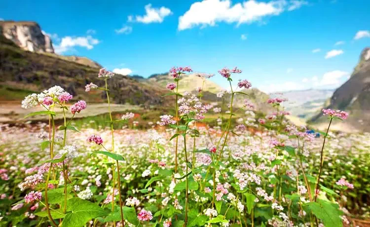 Tour du lịch Hà Giang 2 ngày 1 đêm