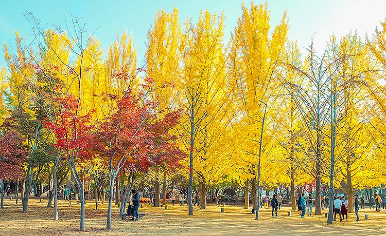 tour du lịch Hàn Quốc 6 ngày 5 đêm