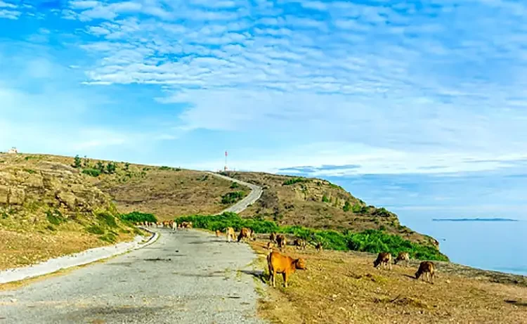 Tour du lịch Lý Sơn trong ngày