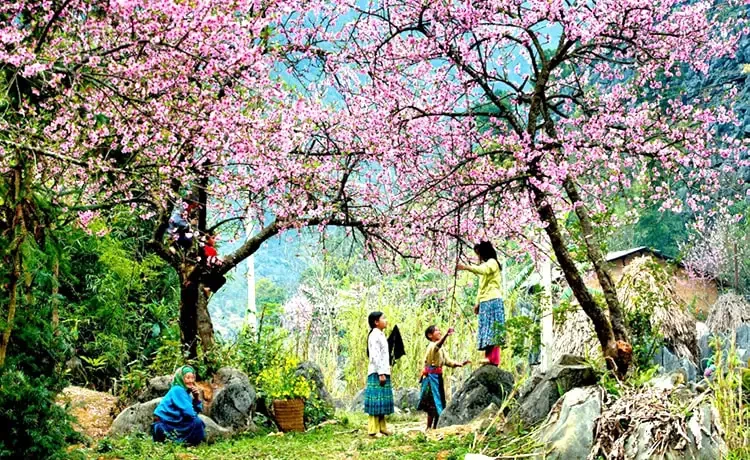 Tour du lịch Mai Châu - Mộc Châu 2 ngày 1 đêm