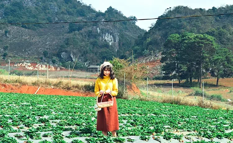 Tour du lịch Mai Châu - Mộc Châu 2 ngày 1 đêm