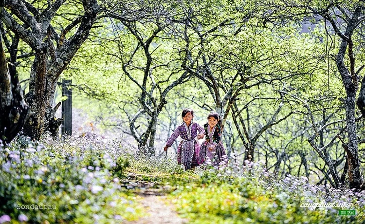 tour mai châu mộc châu 3 ngày 2 đêm