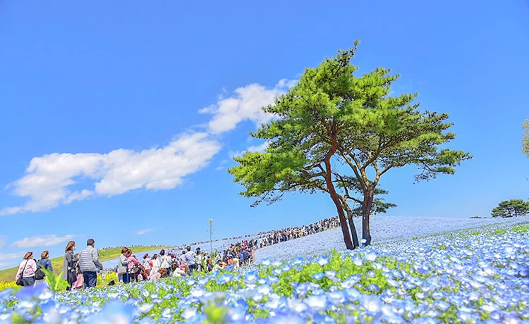 Tour du lịch Nhật Bản 5 ngày 4 đêm