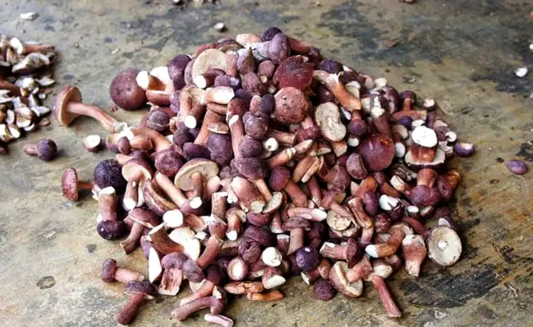 tour du lịch phú quốc