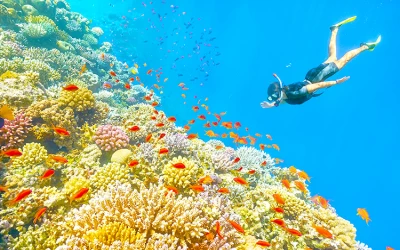 Tour kết hợp Câu cá lặn ngắm san hô - Câu mực đêm Phú Quốc trong ngày