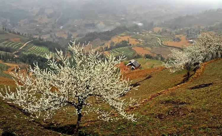 Tour du lịch Sapa 2 ngày 1 đêm