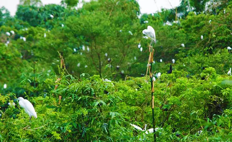 tour du lịch Sóc Trăng