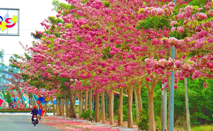 tour du lịch Sóc Trăng