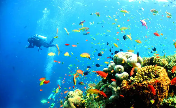 du lịch hòn mun nha trang