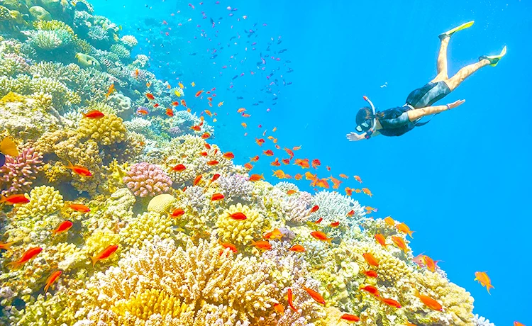 Tour Cáp treo Hòn Thơm - Cano 4 đảo Phú Quốc 1 ngày