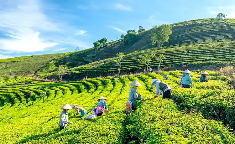 Tour tham quan Đồi chè Cầu Đất Farm Đà Lạt trong ngày