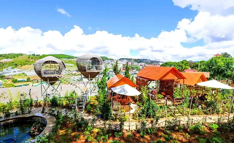 Tour tham quan Đồi chè Cầu Đất Farm Đà Lạt trong ngày