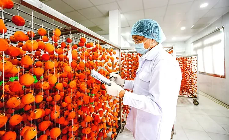 Tour tham quan Đồi chè Cầu Đất Farm Đà Lạt trong ngày