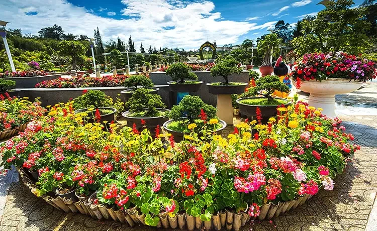 Tour tham quan Vườn dâu Đà Lạt trong ngày