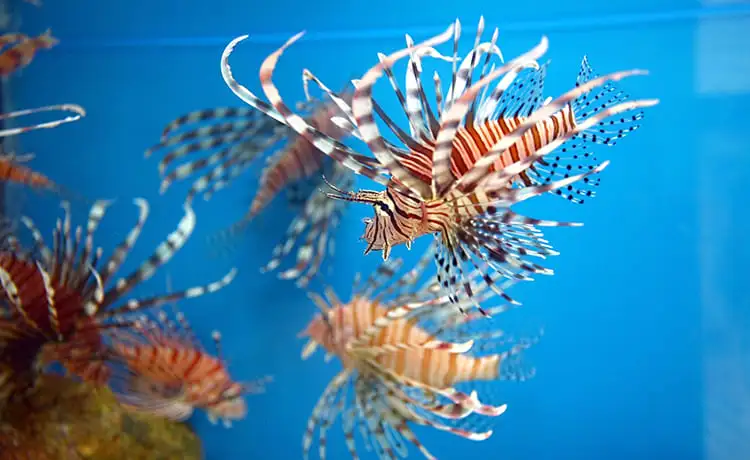 viện hải dương học nha trang