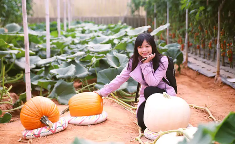 vườn bí ngô khổng lồ đà lạt