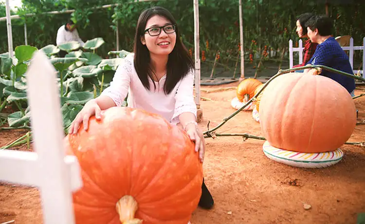 vườn bí ngô khổng lồ đà lạt