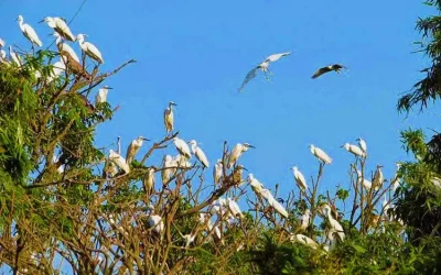 Vườn chim Ngọc Hiển Cà Mau - Điểm đến Cà Mau