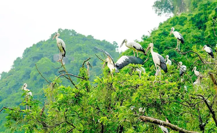vườn chim thung nham ninh bình