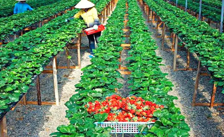 vườn dâu tây bà vai đà lạt