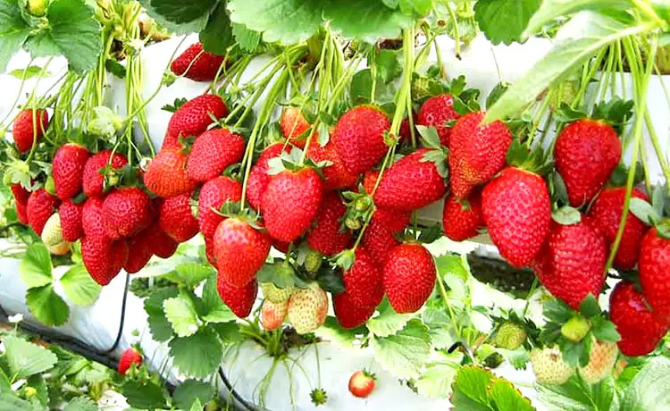 vườn dâu tây biofresh đà lạt