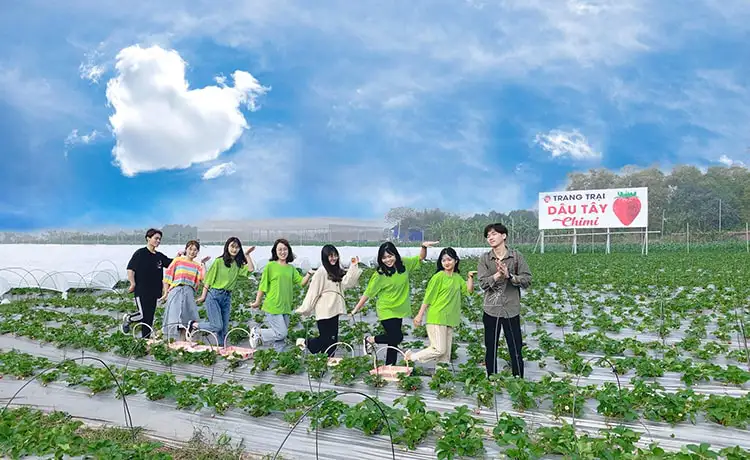 Vườn dâu Chimi Farm Mộc Châu