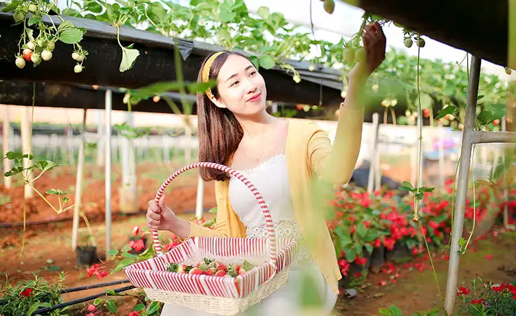 tour du lịch Mộc Châu