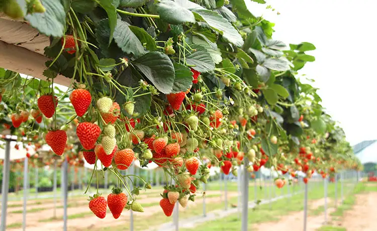 vườn dâu tây nhật bản đà lạt