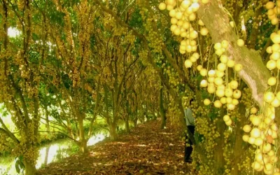 Vườn dâu U Minh Cà Mau - Điểm đến Cà Mau
