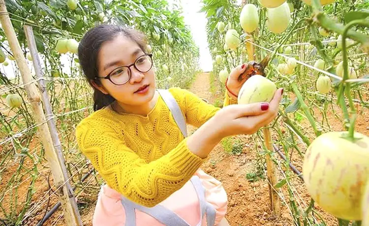 vườn dưa hấu pepino đà lạt