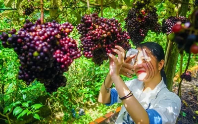 Vườn Nho Rừng Tây Ninh - Địa Điểm Du Lịch Tây Ninh