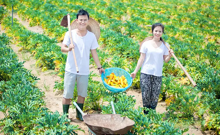 vườn rau xanh đà lạt