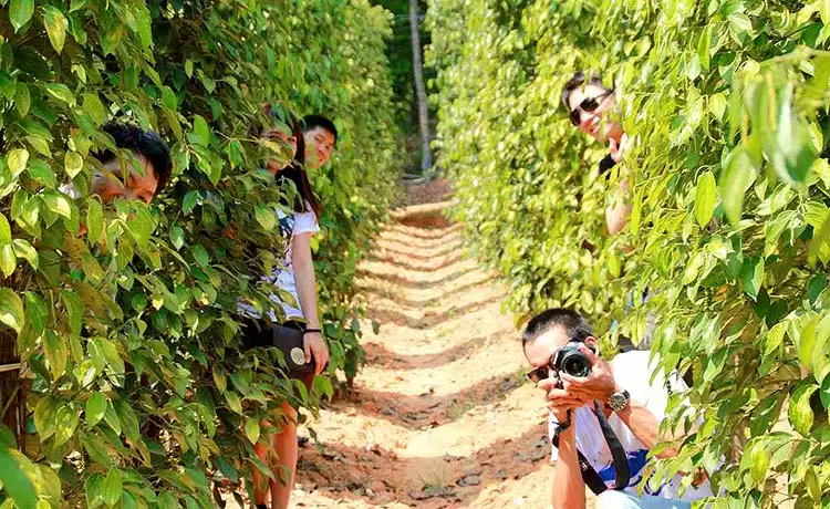 tour tham quan vườn tiêu đông nam đảo phú quốc 1 ngày